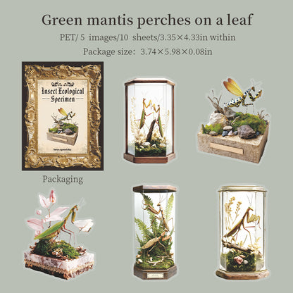 [2601-145] Vintage Insect Specimen PET Stickers – Botanical Entomology Collection (4 Designs 10 Sheets)